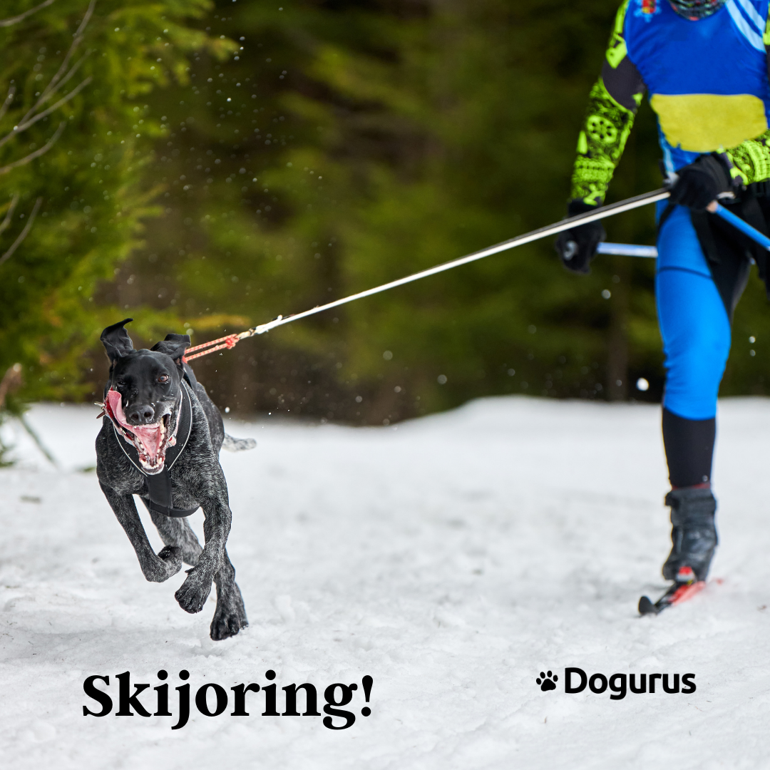Dog Blog Skijoring An Extremely Exciting & Fun Activity To Do With